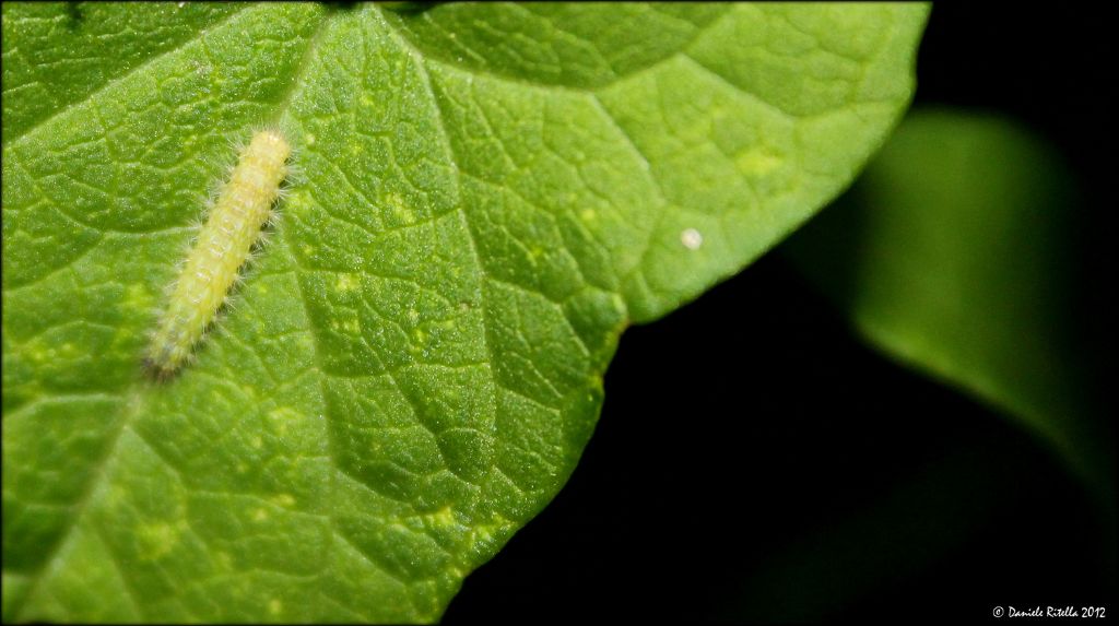 Identificazione bruco e bozzolo / involucro - Pterophoridae